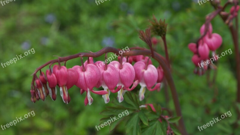 Bleeding Heart Lamprocapnos Spectabilis Heart Flower Herzerlstock Flaming Heart