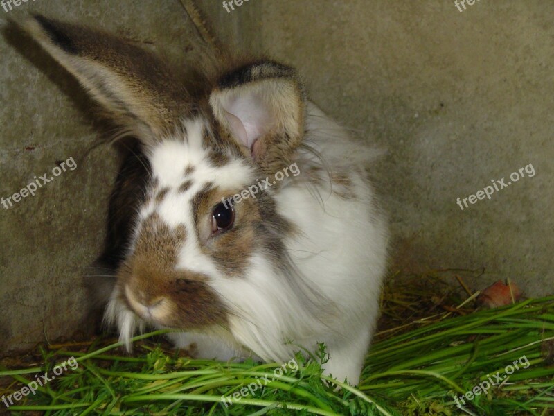 Rabbit Animal Grass Free Photos