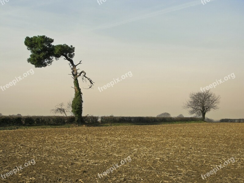 Tree Pine Solitaire Survivor Duo