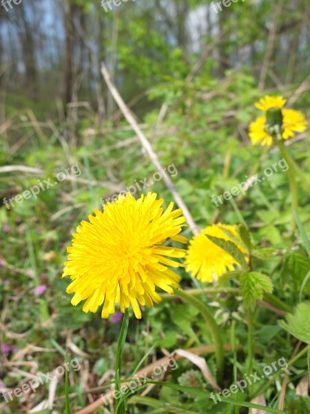 Dandelion Forest Flower Plant Yellow