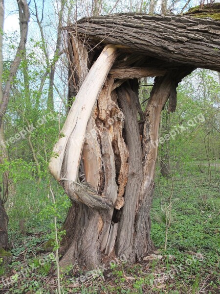 Tree Tribe Fragmented Log Bark