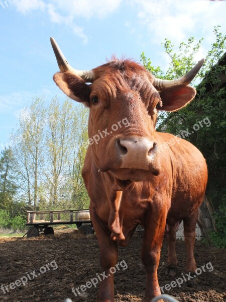 Beef Cow Pasture Horns Head