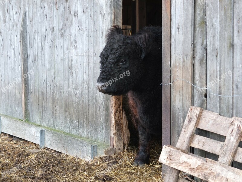 Galloway Galloway Beef Cattle Animals Agriculture