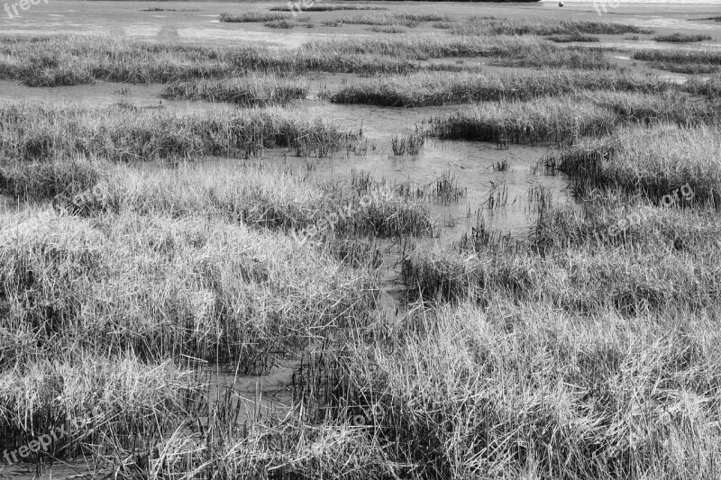 Watts Wadden Sea North Sea Ebb Grasses