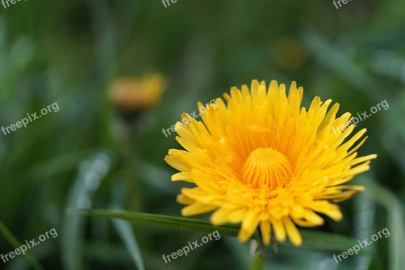 Dandelion Flower Taraxacum Blossom Bloom