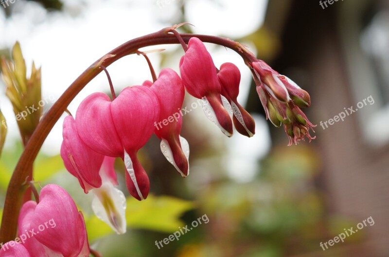 Watery Heart Lamprocapnos Spectabilis Two Tone Heart Flower Herzerlstock Flaming Heart