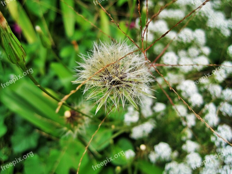 Dandelion Seed Head Dandelion Seed Tuft White