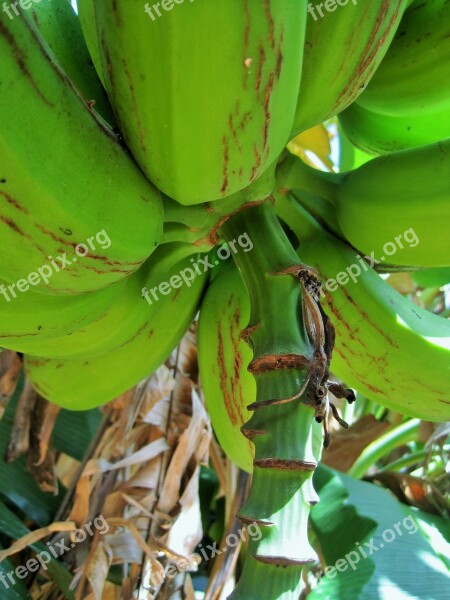 Banana Tree Tree Banana Fruit Bananas