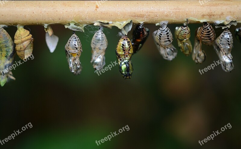 Larvae Eclosion Cocoons Larva Insect Larvae