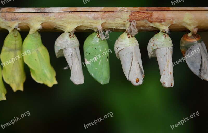 Cocoons Green Larva Larvae Insect Larvae