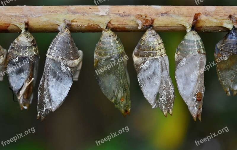 Cocoons Larva Larvae Insect Larvae Macro