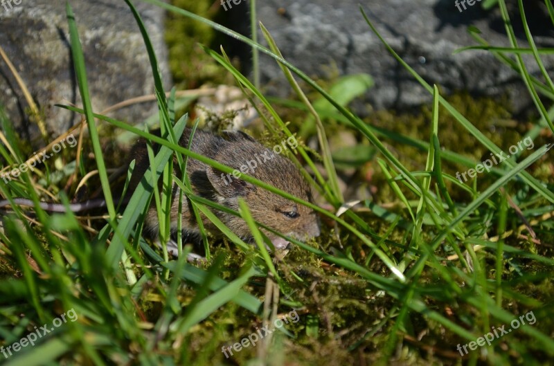 Mouse Baby Mouse Wild Animal Cute