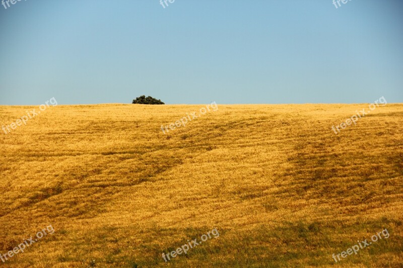 Field Agriculture Italy Nature Crop