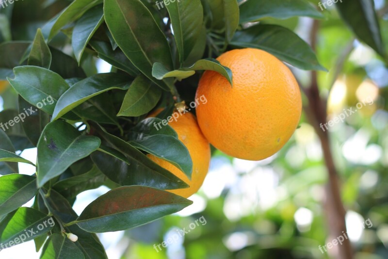 Oranges Orange Fruit Citrus Fruit Free Photos