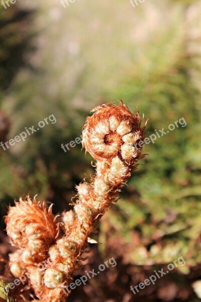 Fiddlehead Fern Vessel Sporenpflanze Free Photos