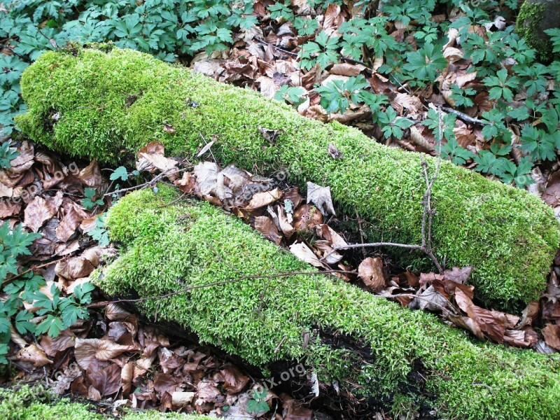 Nature Forest Forest Floor Wood Rot