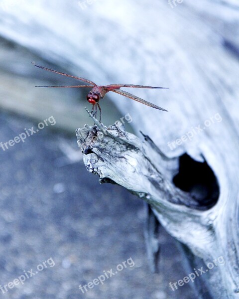 Dragonfly Insect Bug Nature Close-up