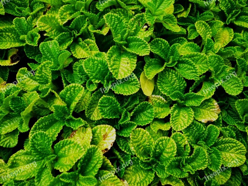 Vegetation Green Leaves Plant Leaf