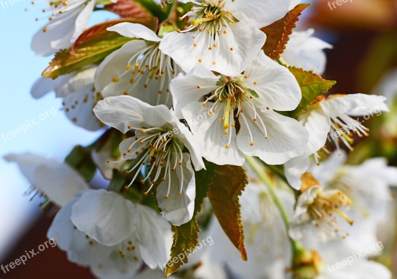 Cherry Blossom Edible Cherry Sweet Cherry Prunus Flower