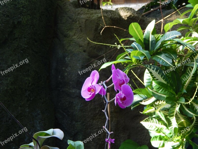 Orchids Flowers Purple Orchid Garden Peace