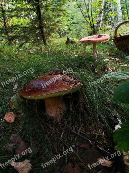 Boletus Mushrooms Basket Forest Nature