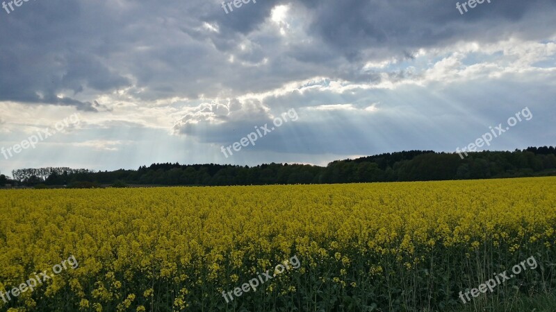 Oilseed Rape Spring Rapeseed Oil Field Of Rapeseeds Yellow