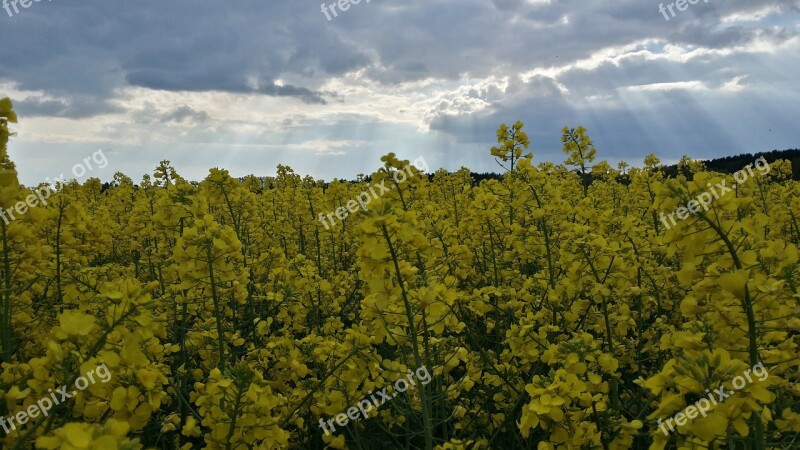 Oilseed Rape Spring Rapeseed Oil Field Of Rapeseeds Yellow