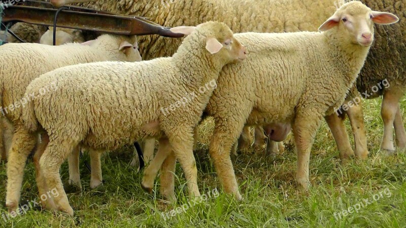 Flock Of Sheep Sheep Wool Animal Head