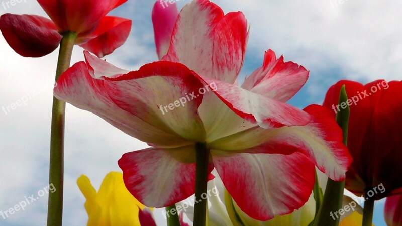 Tulip Tulips Flower Spring Flowers