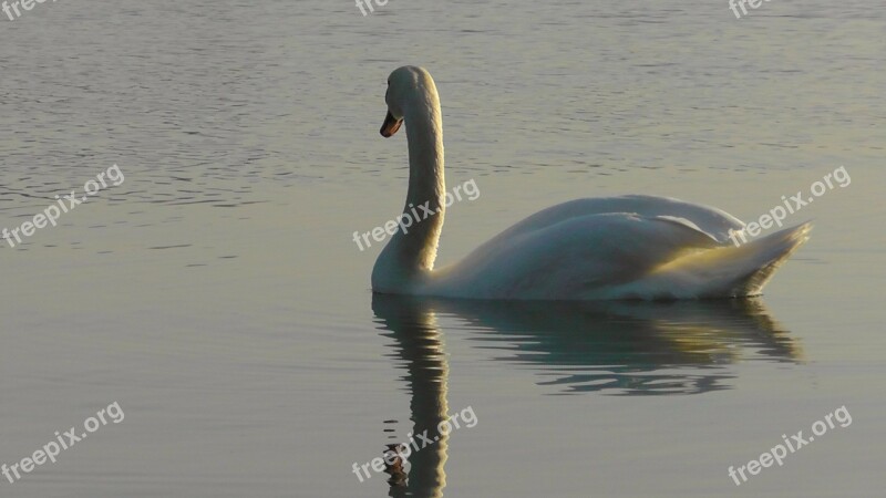 Swan Rhine Swans Water Waters