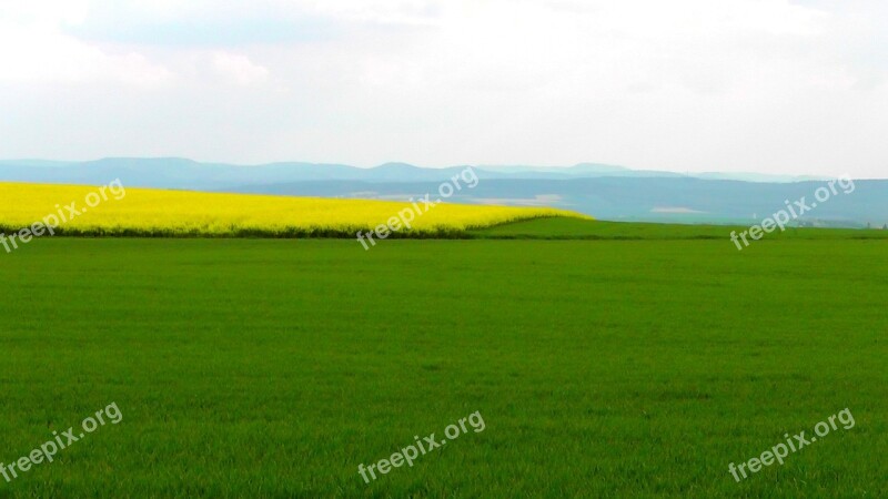 Spring Field Spring Oilseed Rape Rape Blossom Yellow