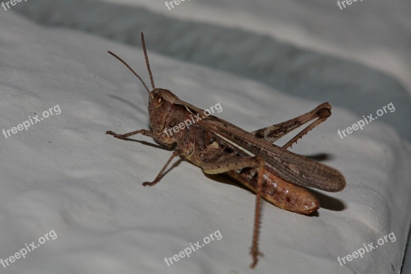 Grasshopper Insect Close Up Nature Probe