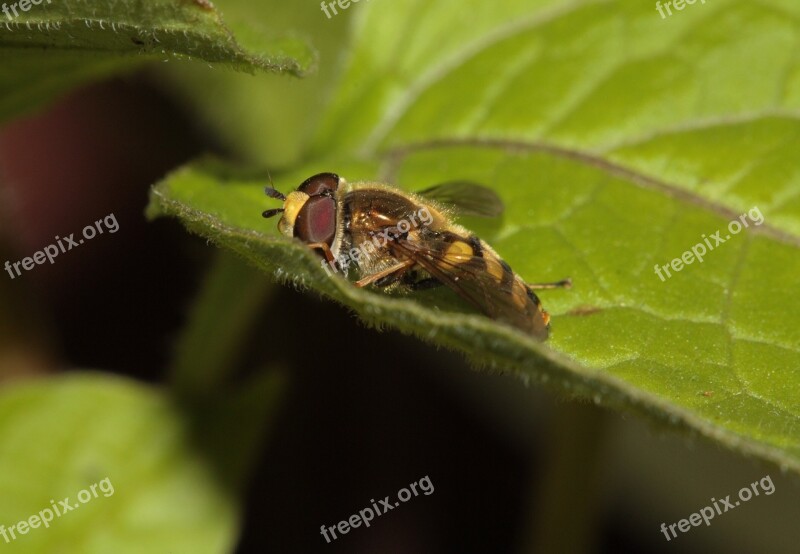 Hoverfly Insect Wing Compound Free Photos