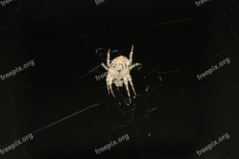 Spider Web Nature Arachnids Close Up