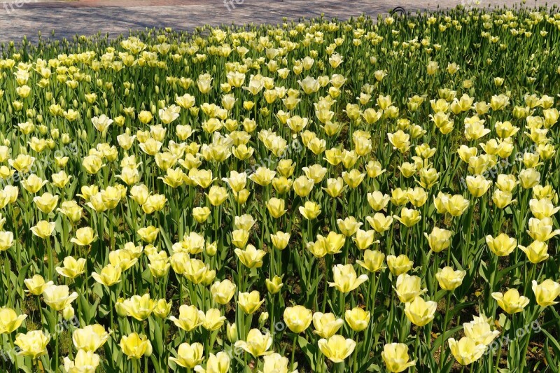 Tulips Tulip Field Yellow Tulpenbluete Colorful