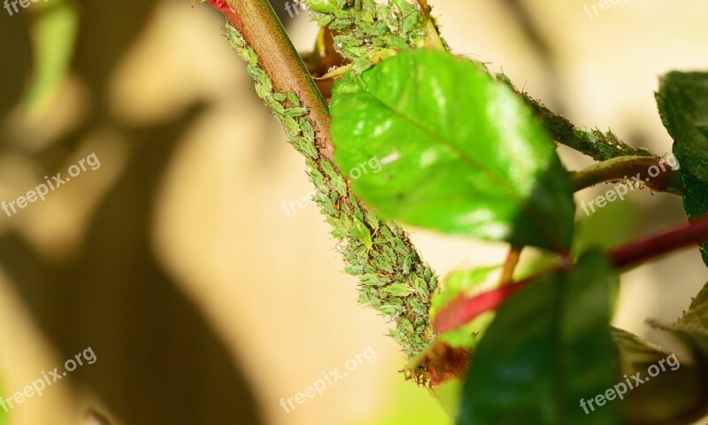 Greenfly Aphid Sap-sucking Red Eye Insect