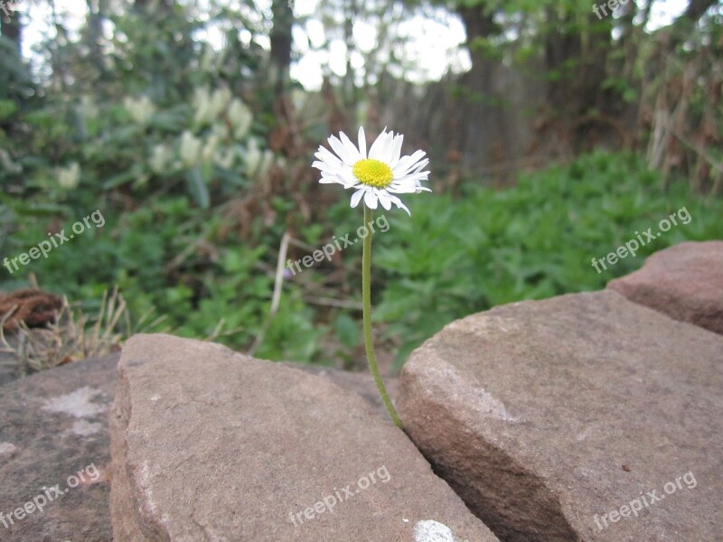 Wallflower Green Stuff Daisy Stone Wall Wall Plant