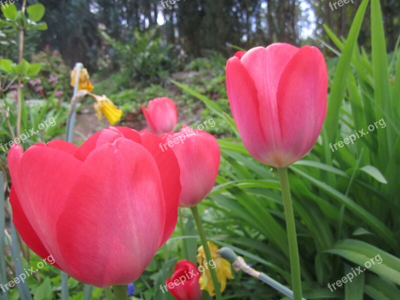 Tulip Flower Tulips Spring Flowers