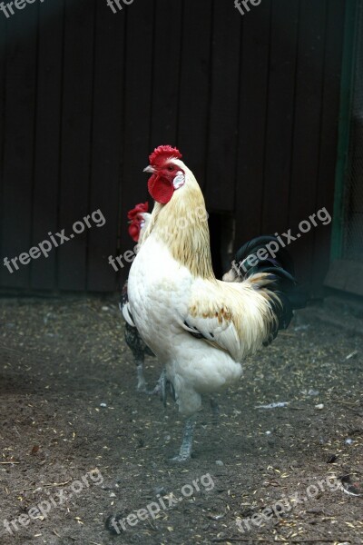 Cock Tom Comb Domestic Fowl The Hen