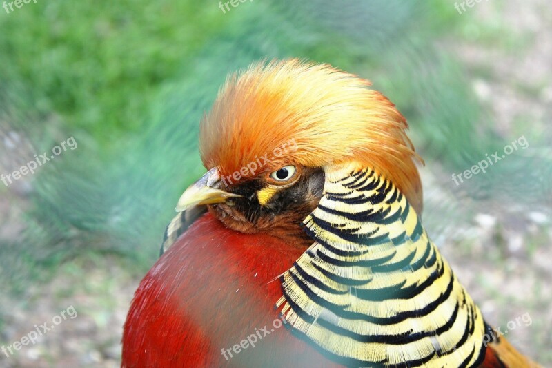 Bird Cock Nature The Head Of The Beak