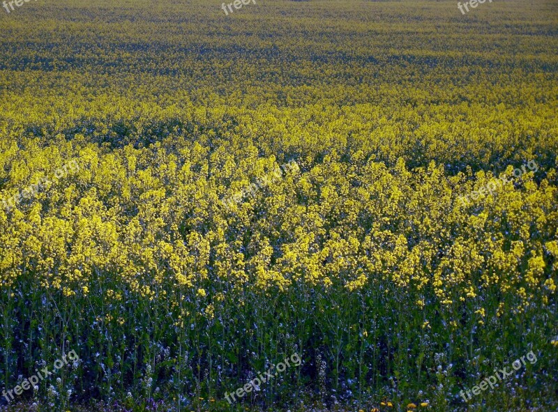 Oilseed Rape Field Of Rapeseeds Field Renewable Energy Landscape