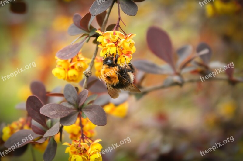 Bumblebee Plant Macro Flower Yellow Wildflower