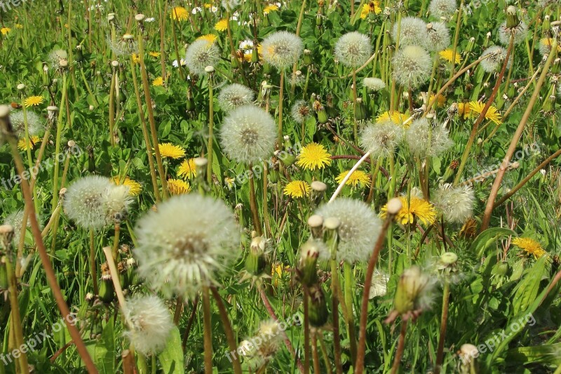 Dandelion Spring Meadow Garden Hay Fever