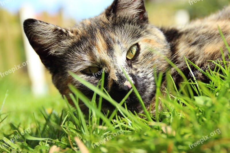 Cat Close Up Portrait Animal Lucky Cat