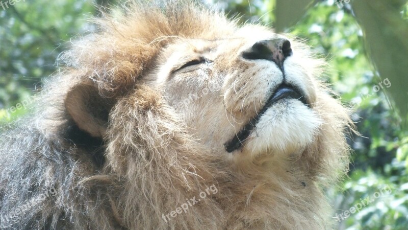 Lion Male Animal Wild Animal Free Photos