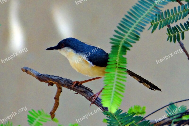 Ashy Prinia Ashy Wren-warbler Prinia Socialis Prinia Warbler