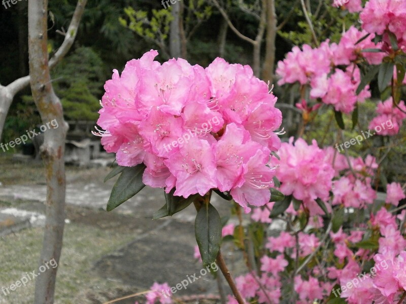 Rhododendron Rhododendrons Ericaceae Spring Flowers Pink