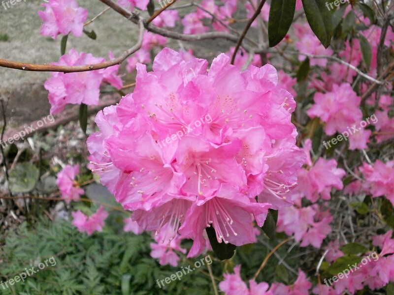 Rhododendron Rhododendrons Ericaceae Spring Flowers Pink