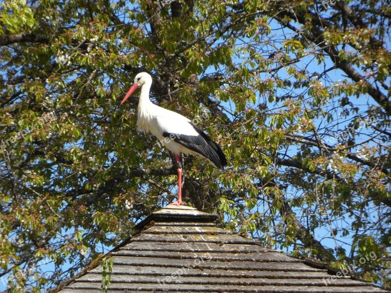 Stork Rattle Stork Roof Housetop House