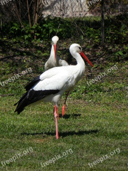 Stork Storks Rattle Stork Birds Meadow